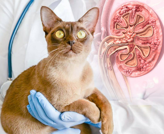 Нефрит у кошек: симптомы и лечение