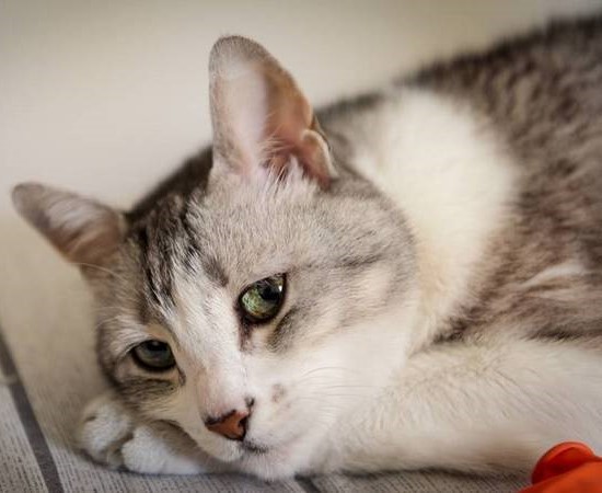 Пиодермия у кошек: симптомы и лечение
