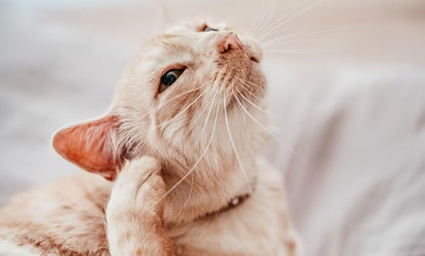 Ушные болезни у кошек - симптомы, причины, лечение