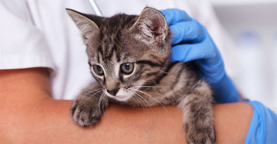 Диагностика и лечение рахита у котят