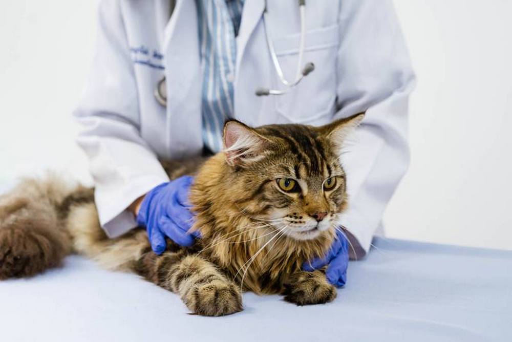Кот возле ветеринара