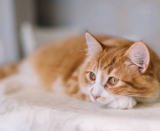 Саркома у кошек: симптомы и лечение