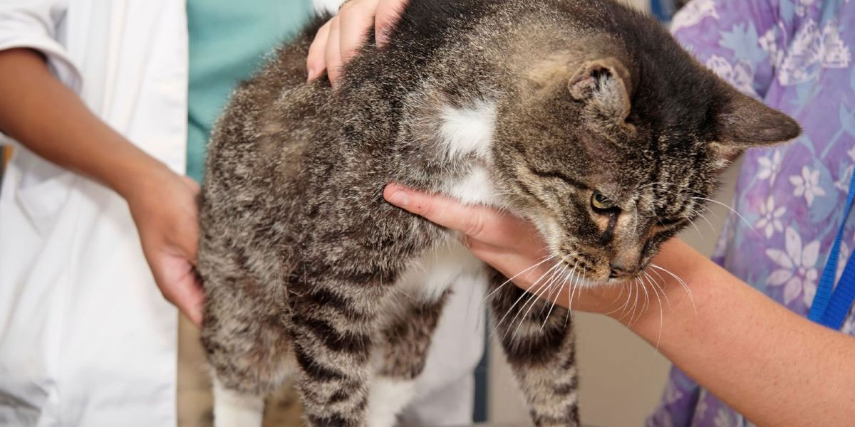 Восстановление кошки после черепно-мозговой травмы