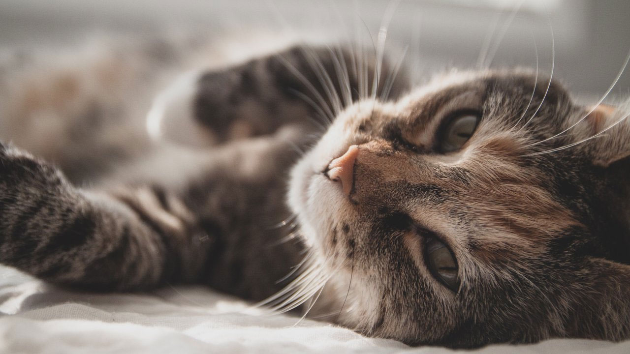 Симптомы сотрясения мозга у кошек