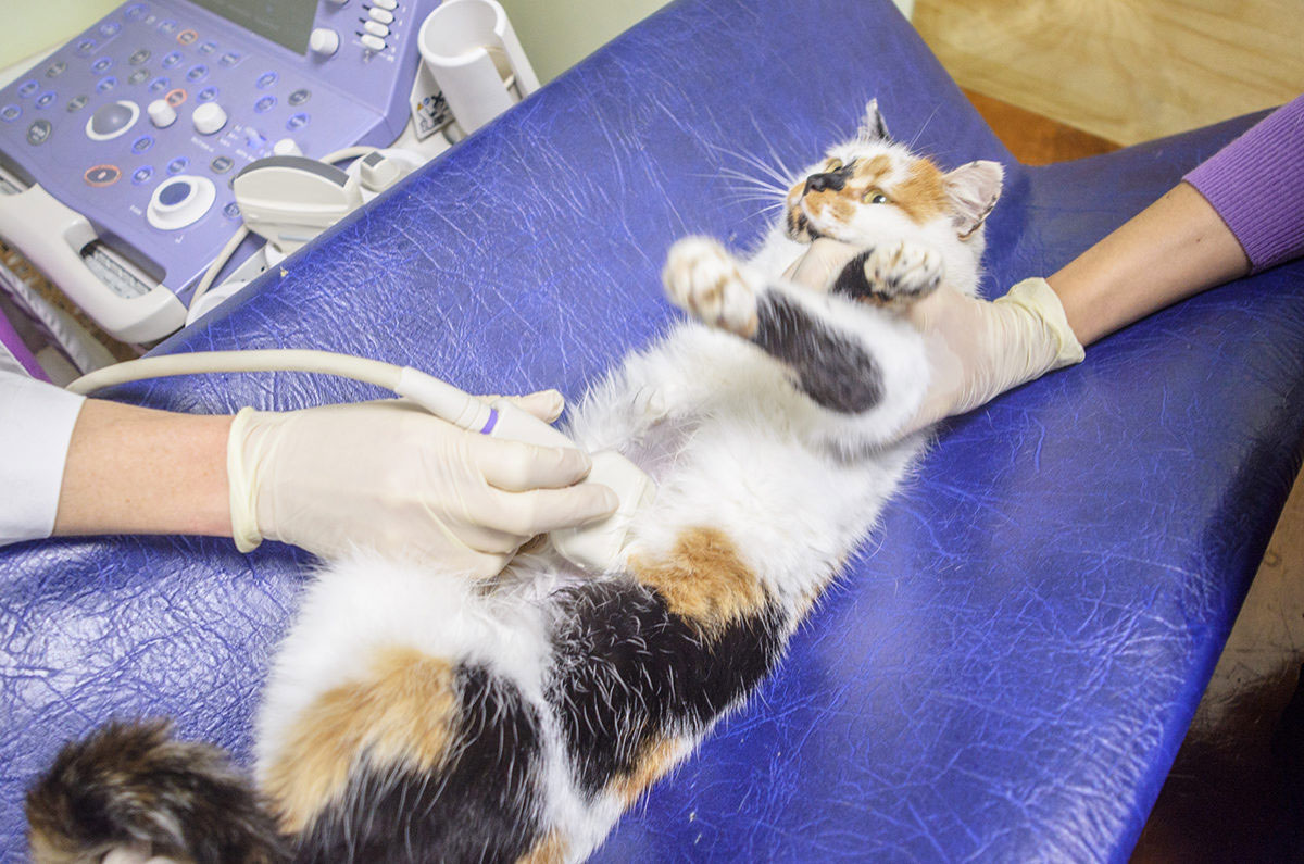 Диагностика заболеваний ЖКТ у кошек