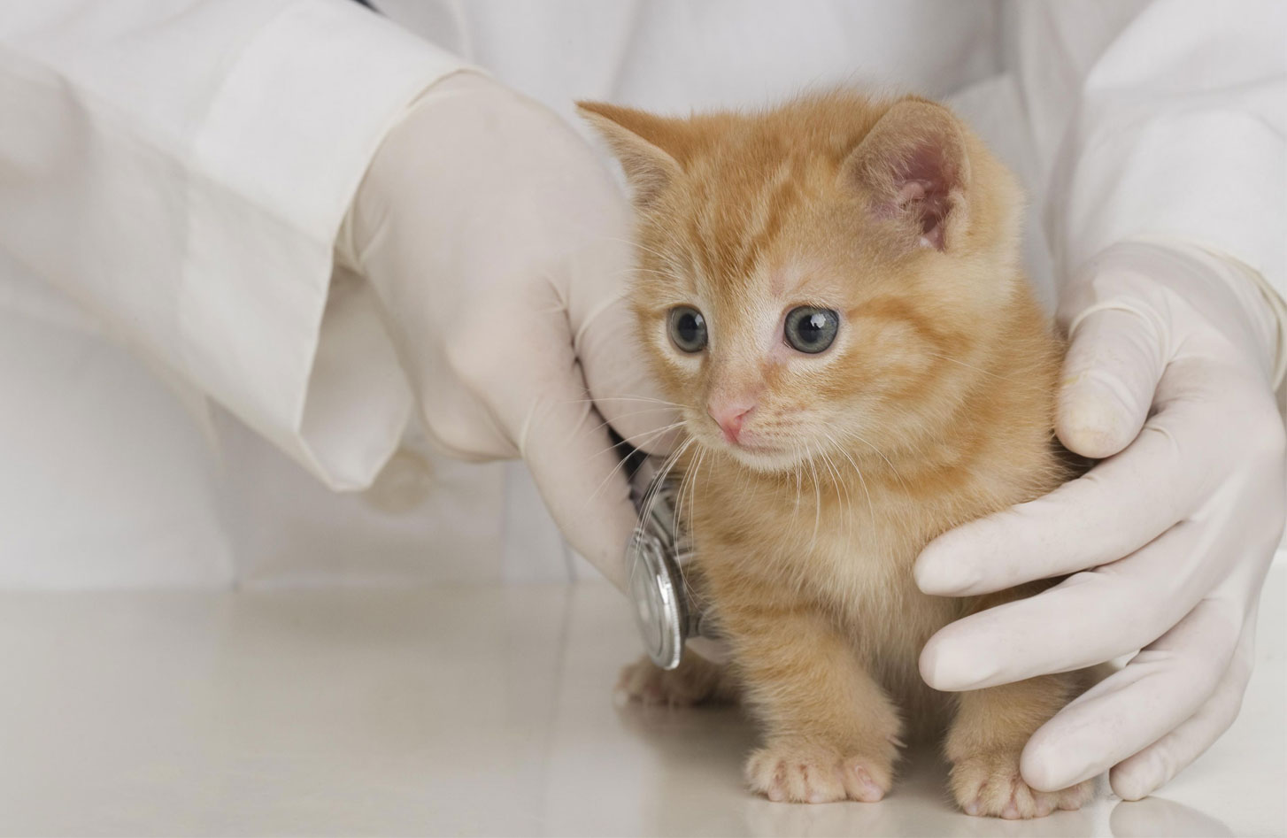 Диагностика заболеваний внутренних органов у котят