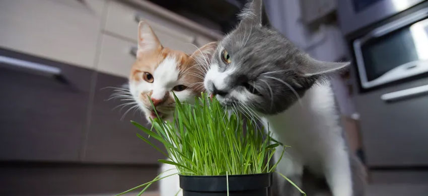 Зеленый кал у кошки после поедания травы