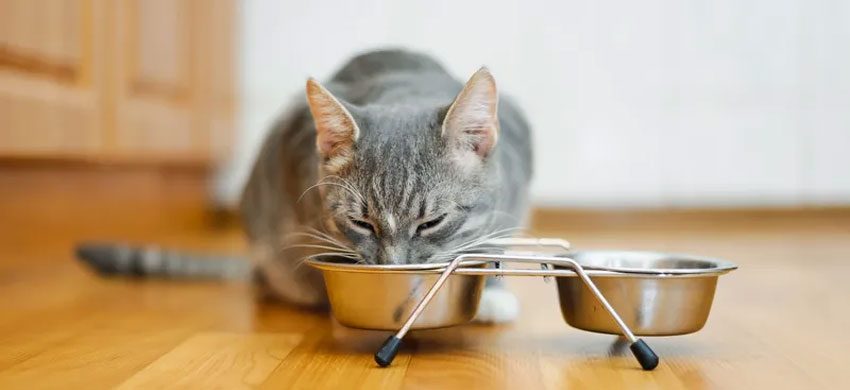 Влияет ли питание кошки на цвет каловых масс