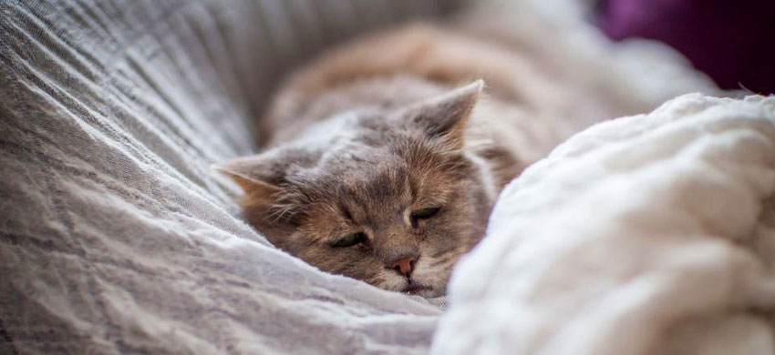 Симптомы заболеваний ЖКТ у кошки