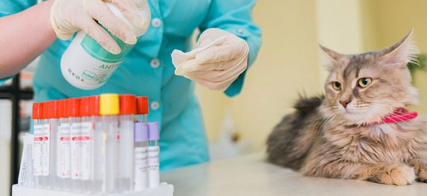 Какие анализы назначают кошкам при заболеваниях ЖКТ