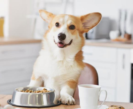 Чем кормить собаку породы Корги: лучшие корма
