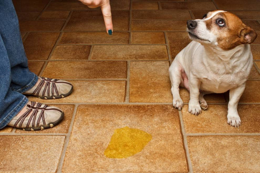 Как убрать запах собачьей мочи с линолеума и плитки
