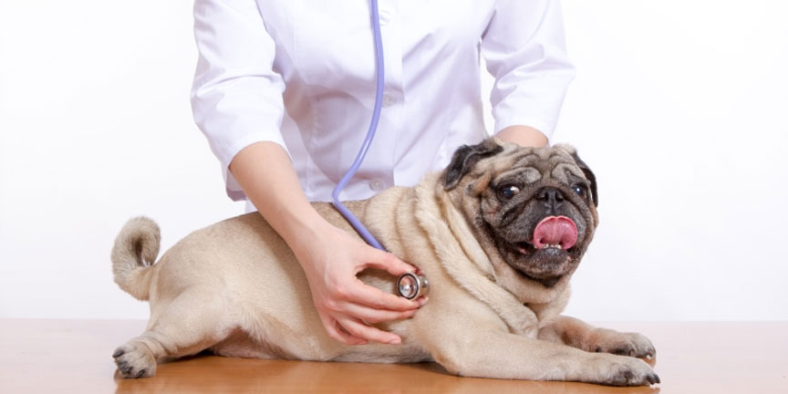 Диагностика и лечение храпа у брахицефалических пород собак 