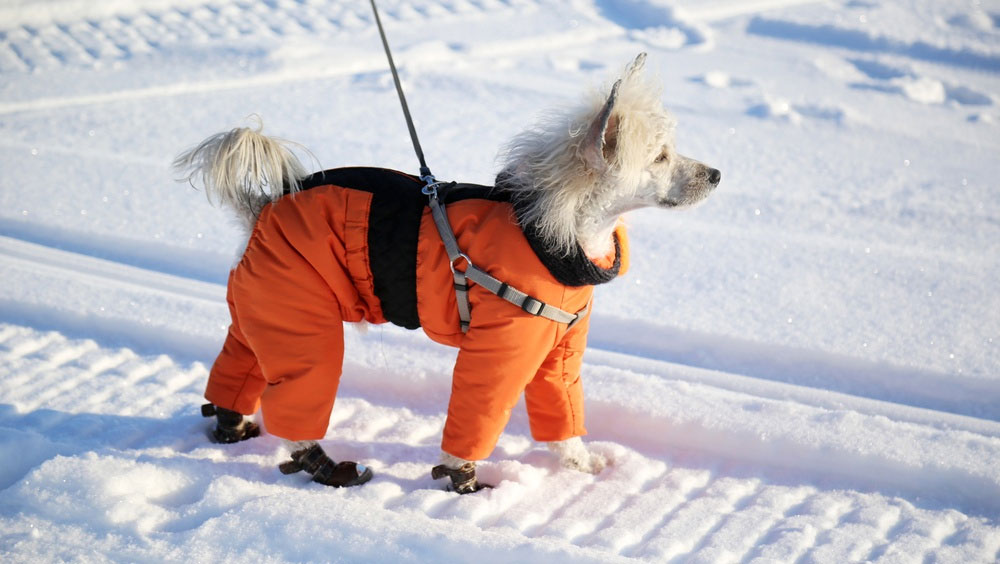 Выгул собаки в мороз