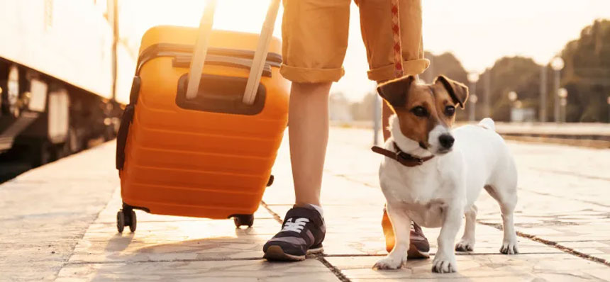 Как путешествовать с собакой
