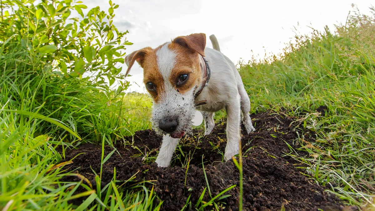 Почему собакам нравится рыть ямы
