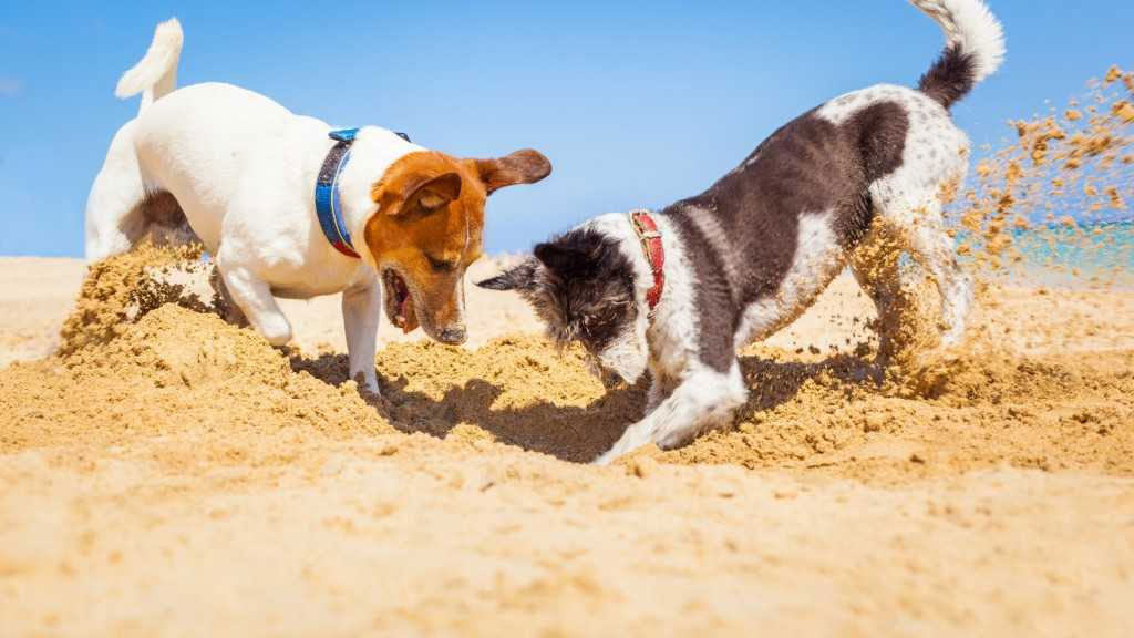 Собаки роют яму