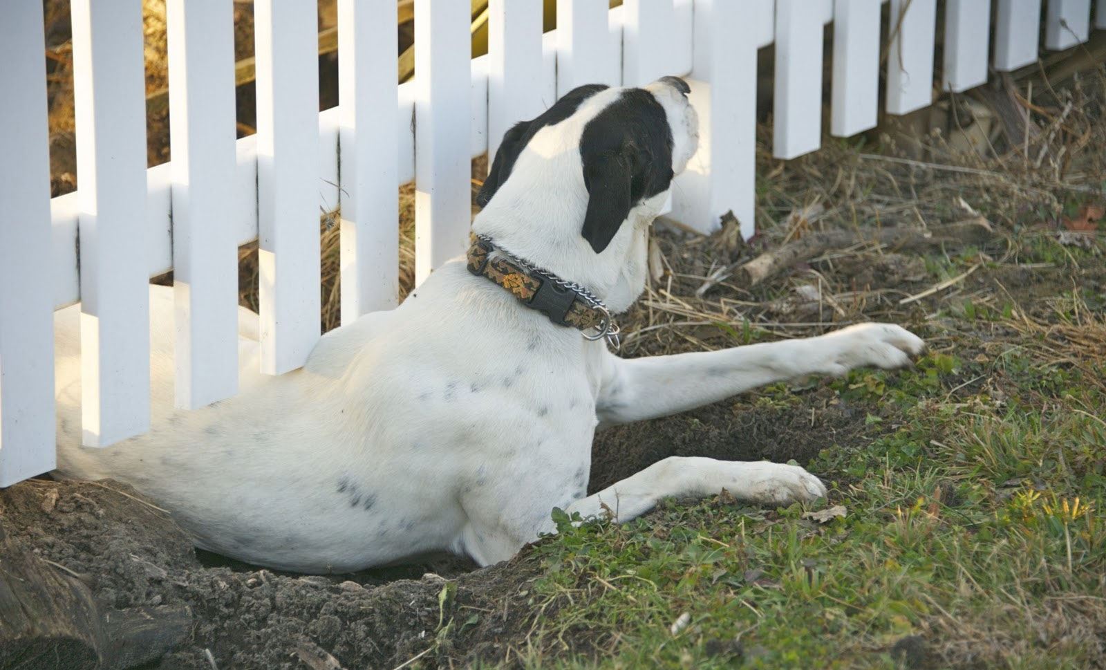 Собака сделала подкоп под забором