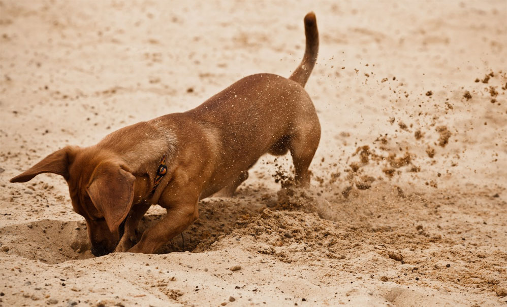 Как отучить собаку рыть ямы