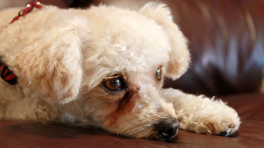 Причины появления у собак слезных дорожек