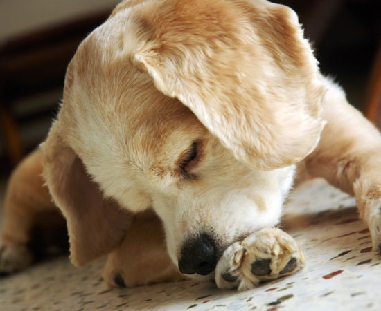 Собака грызет свои когти: почему и что делать