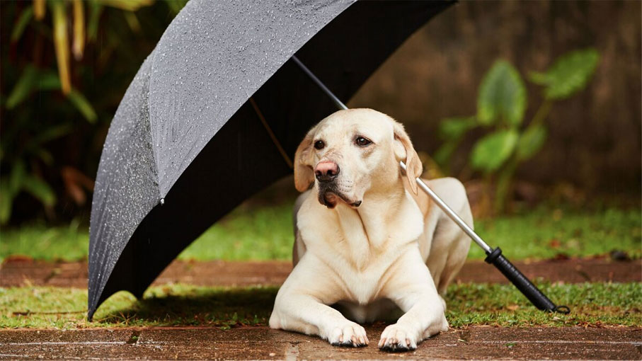 Собака не хочет гулять в плохую погоду