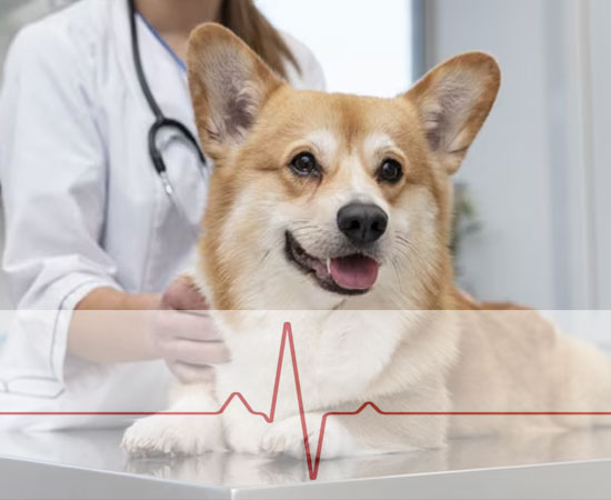 Норма ЧСС у собак: нормальный пульс