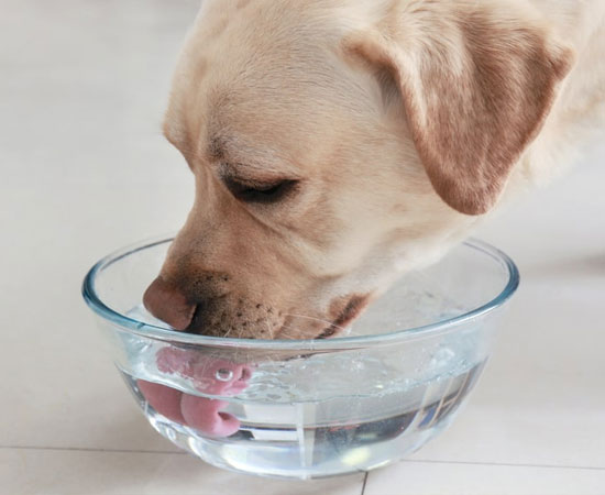 Сколько воды в день должна пить собака