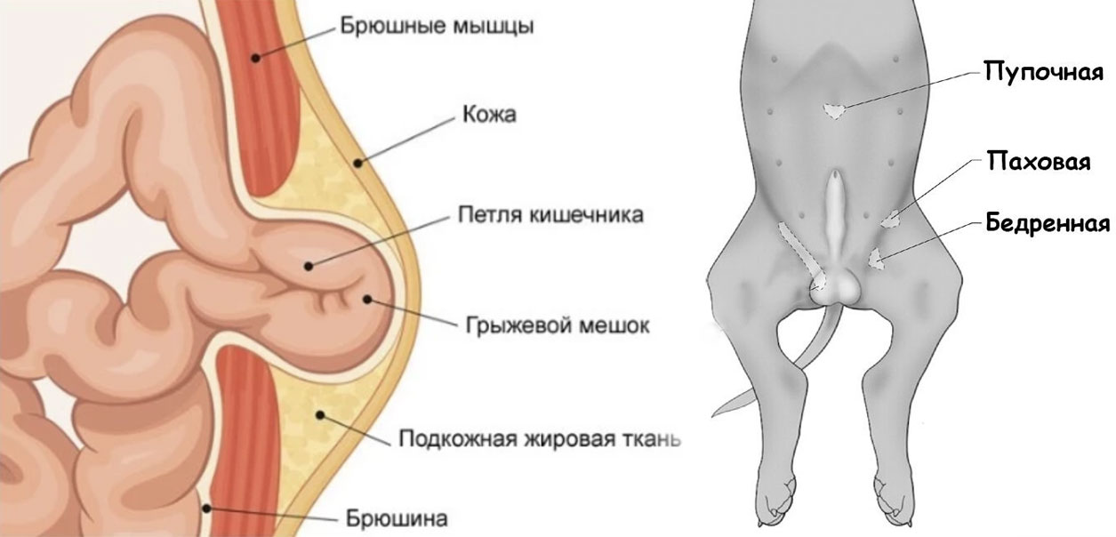 Грыжа у собаки