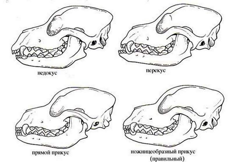 Виды неправильного прикуса у собаки