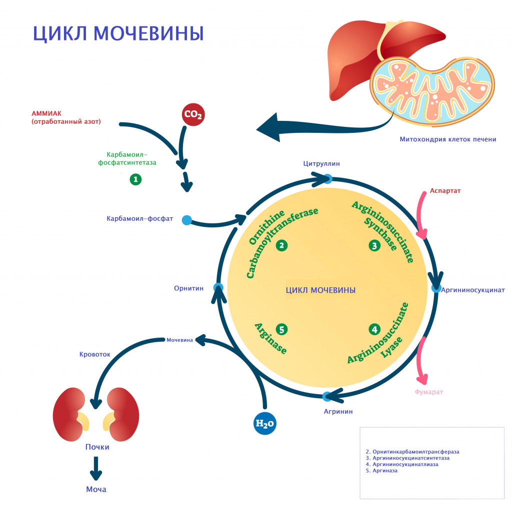 Мочевина в крови