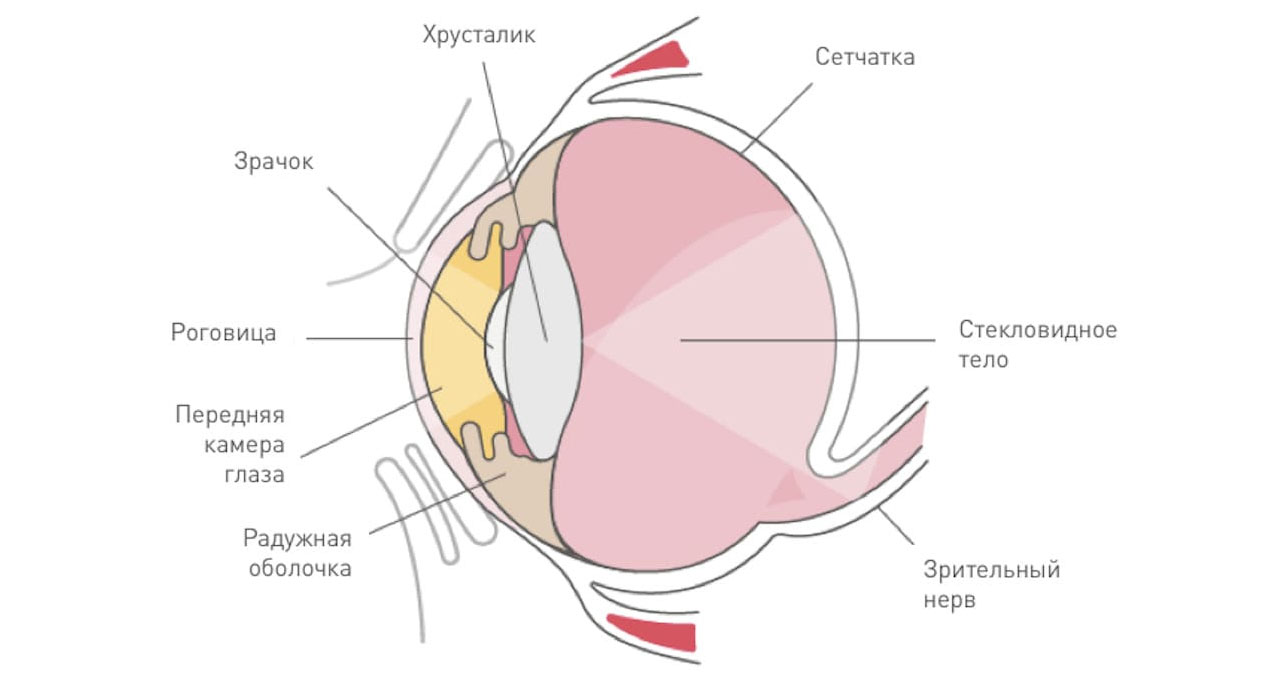 Зрительный аппарат собаки