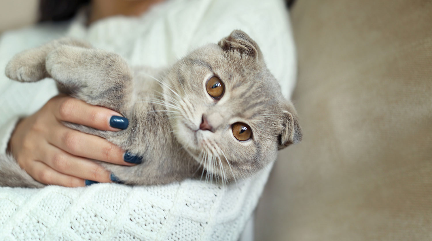 Аллергические реакции у кошек