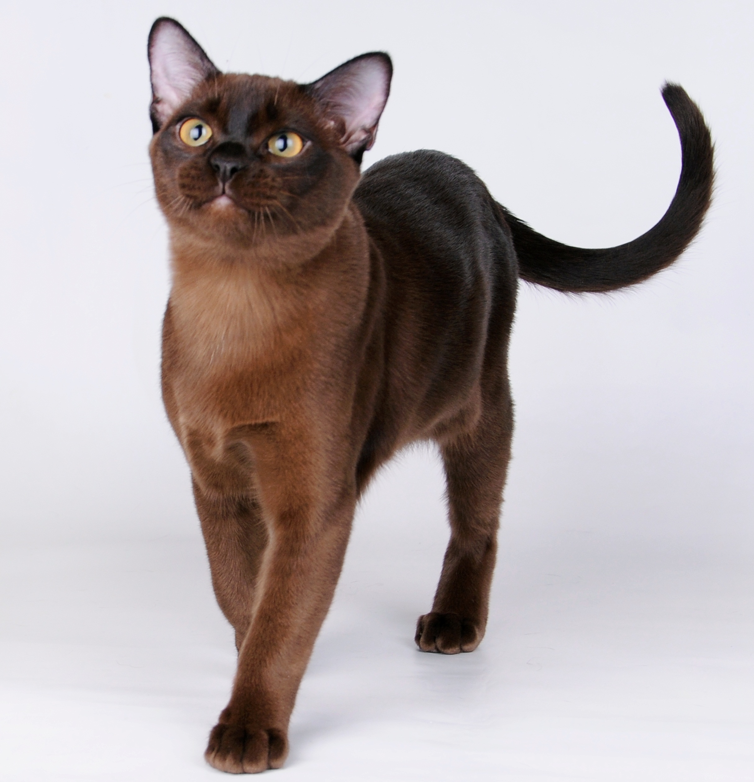 Породы коричневых котов. Бурманская короткошерстная кошка. Бурманская кошка европейская. Американская Бурма кошка. Басманская порода кошек.