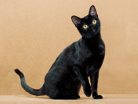 Бомбейская кошка описание породы, характер, фото