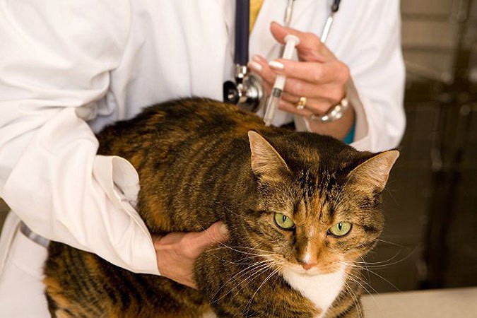 Методы лечения лишая у кошки в домашних условиях