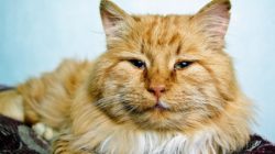 Клещи у кошек и котов: фото, виды, симптомы и лечение Клещи у кошек и котов: фото, виды, симптомы и лечение