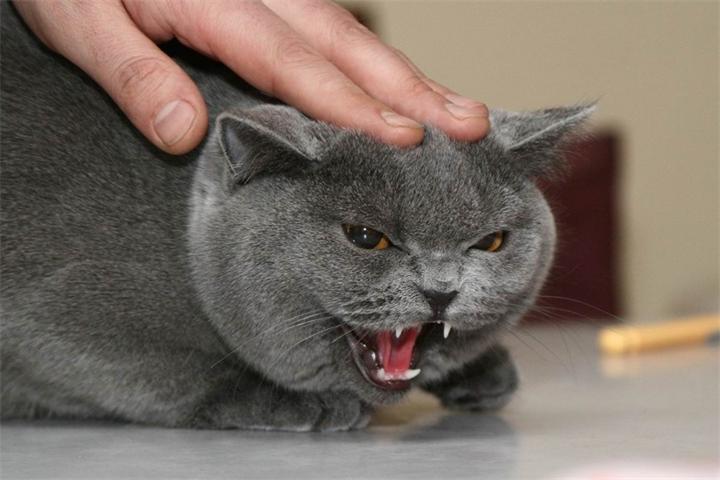 Стресс у кошки: причины, симптомы и меры борьбы