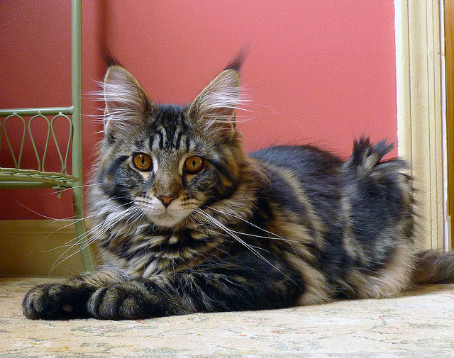 Порода кошек мейн-кун – дружелюбные гиганты. Описание и фото породы мейн-кун