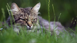 Клещи у кошек и котов: фото, виды, симптомы и лечение Клещи у кошек и котов: фото, виды, симптомы и лечение
