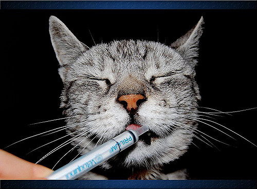 Таблетки, суспензия, капли на холку от глистов для кошек: какой глистогонный препарат выбрать для взрослых животных и котят, инструкция