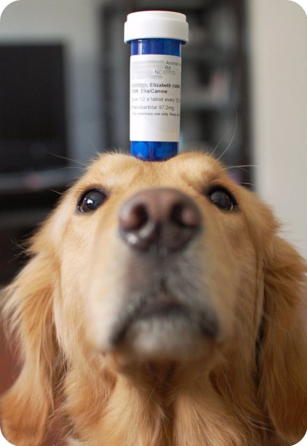 Как правильно давать собакам таблетки - простые советы