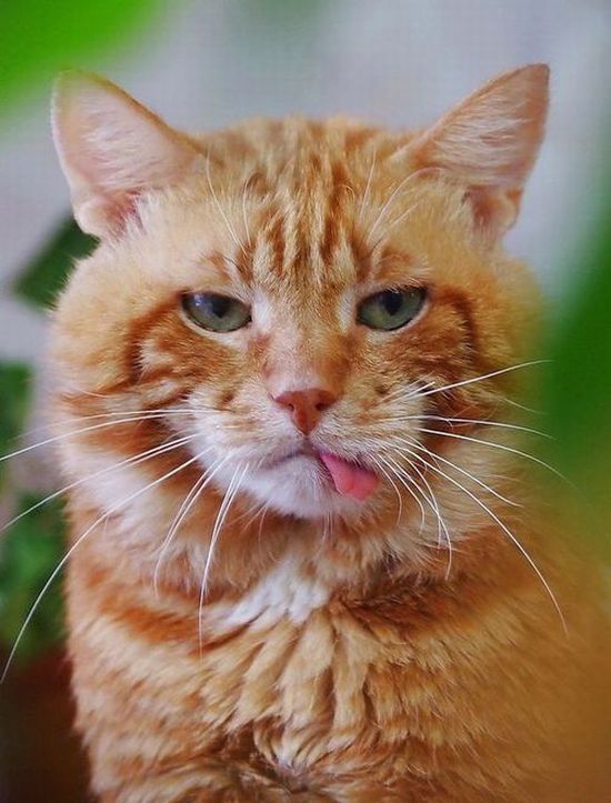 Почему кошка или кот высовывает язык?