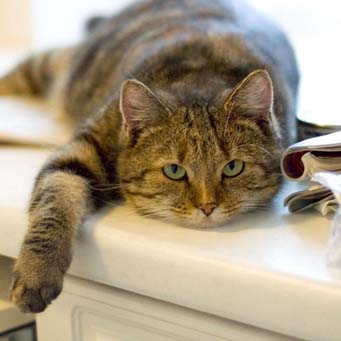 Глисты у кошек и котов: виды (с названиями), симптомы и лечение